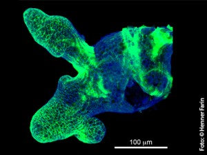 In kultivierten Darmkrypten zeigt die Verteilung von Wnt3 (grün) die Stammzell-Niche an. (C) Henner Farin