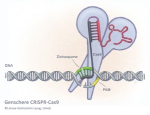 blog_veranstaltungen-Genschere CRISPR_Cas9