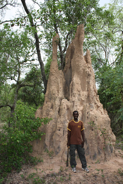 Die Termitenhügel in der Savanne können über vier Meter hoch werden. Die Baumeister sind winzige Termiten, das tropische Gegenstück zu den Regenwürmen. Die Termiten kultivieren in den Klimakammern dieser Hügel Pilze. Foto: Marco Schmidt