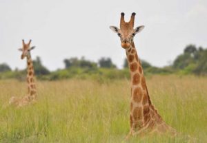 Zwei bisher als Rothschild bezeichnete Tiere, die der Nubischen Giraffe zugeordnet werden sollten, da sie mit ihr genetisch identisch sind. Bild: Julian Fennessy