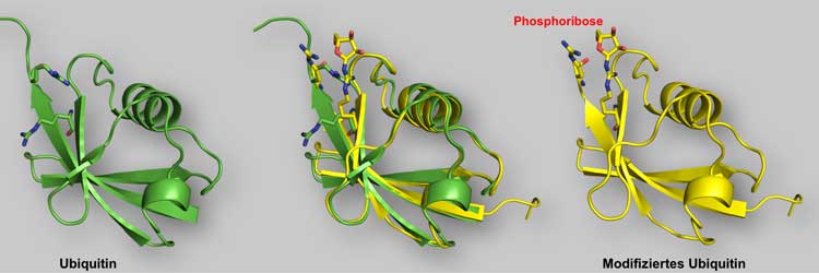 Klein, aber entscheidend: Kristallstruktur von Ubiquitin (grün) und modifiziertem Ubiquitin (gelb). Modifiziertes Ubiquitin enthält eine zusätzliche Phosphoribosyl-Gruppe an der Aminosäure in Position 42. Die Überlagerung beider Bilder (Mitte) verdeutlicht den kleinen, aber entscheidenden Unterschied in der dreidimensionalen Struktur des Proteins. Grafik: Cell