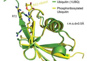 Übereinander gelegte Kristallstrukturen von Ubiquitin (grün) und Ubiquitin, welches durch das Legionellenenzym modifiziert wurde (gelb). Modifiziertes Ubiquitin enthält eine zusätzliche Phosphoribosyl-Gruppe an Aminosäure-Position 42. Grafik: Cell