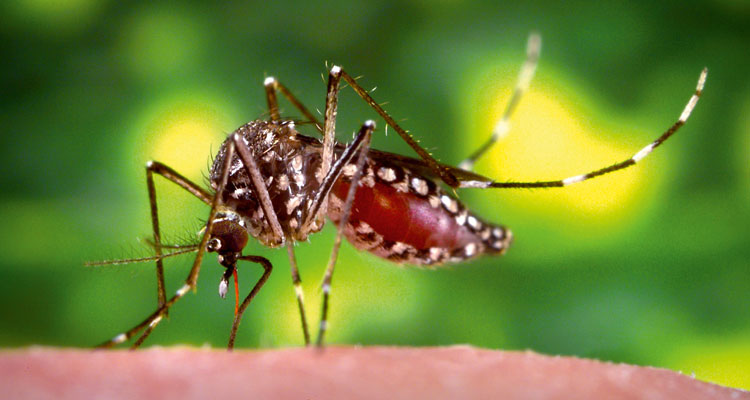 Gelbfiebermücke »Aedes aegypti«. Diese Stechmückenart gilt als Überträger exotischer Krankheitserreger; Foto von CDC, F.H. Collins