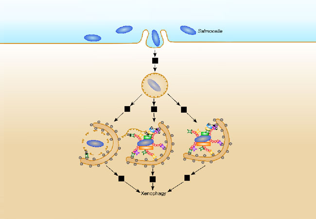 Mathematisches Modell des Verteidigungsmechanismus gegen Salmonellen, die Xenophagie.
