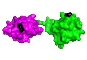 Schematische Darstellung von zwei linear verknüpften Ubiquitin-Molekülen. Die interne Markierungsstelle ist schwarz markiert; Grafik: Koraljka Husnjak, erstellt mit PyMOL Software