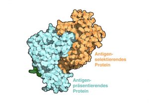 Raumfüllendes Modell des aufgeklärten Protein-Komplexes, der für die Selektion von Antigenen verantwortlich ist. Bild: AG Tampe, Goethe-Universität