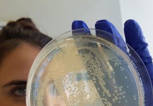 Eine Platte mit Kolonien des gefährlichen Krankenhauskeims Acinetobacter baumannii.