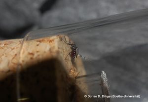 Asiatische Tigermücke (Aedes albopictus) gefangen in Rovinj (Kroatien).
