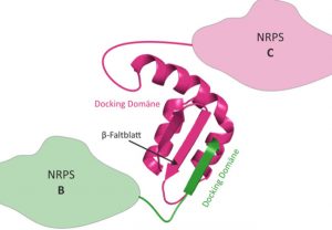 3D-Struktur eines NRPS Docking Domänen Paares. Die Docking-Domäne von NRPS B (grün) bindet über ein β-Faltblatt an die passende Docking-Domäne von NRPS C (magenta).