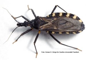 Chagas Wanze Triatoma infestans
