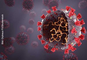 Potenzielle Wirkstoffe gegen SARS-CoV-2 könnten nicht nur Virenproteine wie das Spike-Protein (rot) angreifen, sondern auch direkt das RNA-Erbgut des Virus (gelb, im Virusinnern). Bild Orpheus FX/Shutterstock