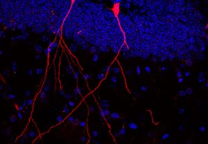 Im Gehirn der transgenen Maus leuchten zwei Nervenzellen rot, weil sie ein Protein aus Darmbakterien aufgenommen haben. Blau: Kerne der übrigen Zellen des Hirngewebes. (Foto: Stefan Momma)