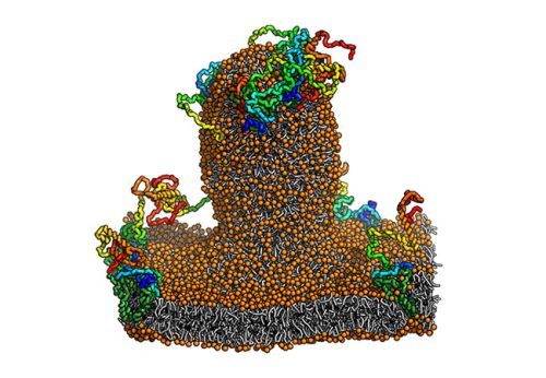 Ausschnitt Membranblase