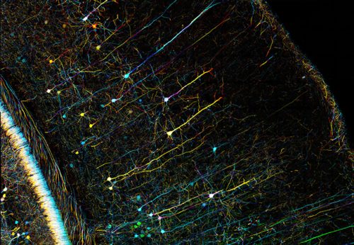 Das Gehirn – hier eine spezielle mikroskopische Aufnahme eines Mausgehirns – ist eines der kompliziertesten Organe, das die Natur hervorgebracht hat. Foto: Zeiss Microscopy/Flickr CC BY-NC-ND 2.0