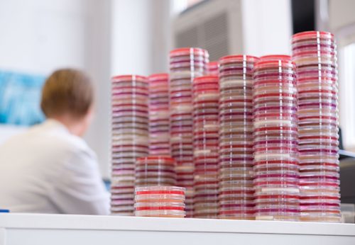 Auf solchen Kulturplatten wird im Institut für Medizinische Mikrobiologie und Krankenhaushygiene geprüft, ob Bakterien Resistenzen gegen Antibiotika zeigen. Foto: Universitätsklinikum Frankfurt