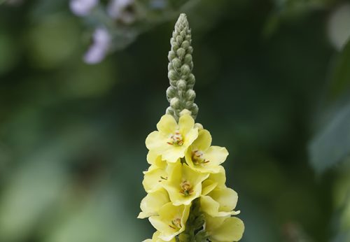 Die Blüten der Königskerze (Verbascum densiflorum) werden häufig Hustentees beigemischt, weil sie als reizstillend und schleimlösend gelten. Foto: Uwe Dettmar