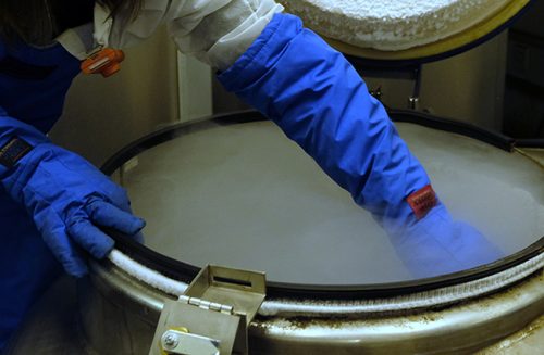 Hoffnungsträger: Stammzellen aus dem Blut der Nabelschnur werden in Stickstoff tiefgekühlt, um sie in der Zukunft therapeutisch nutzen zu können. Foto: Veith Braun