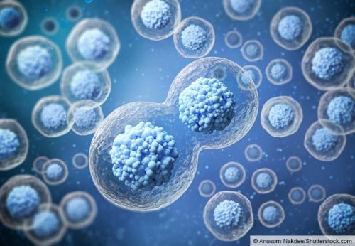 Stammzellen, Copyright: Anusorn Nakdee