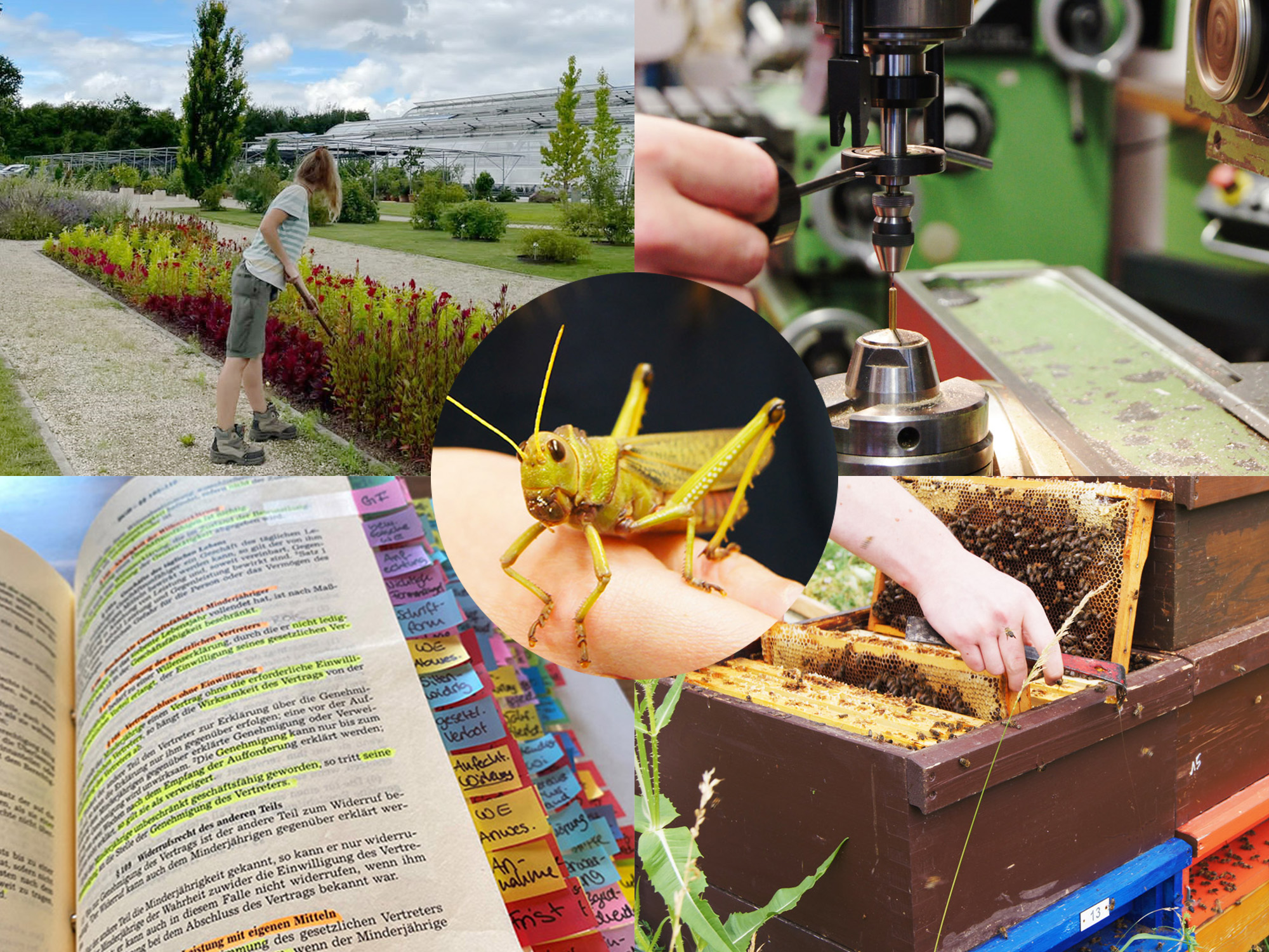 <div style="margin-top: 15px; margin-bottom: 15px;">Ausbildung</div>