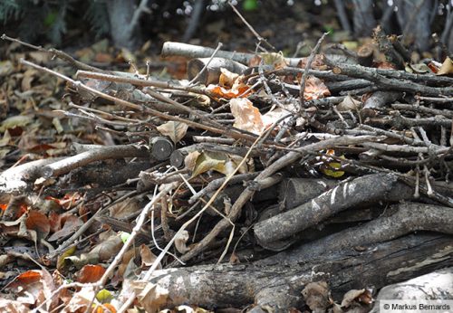 Welche Organismen die nötigen enzymatischen Werkzeuge besitzen, um Zellulose in Totholz und Blättern zu zersetzen, untersuchte eine aktuelle bioinformatische Studie der Goethe-Universität.
