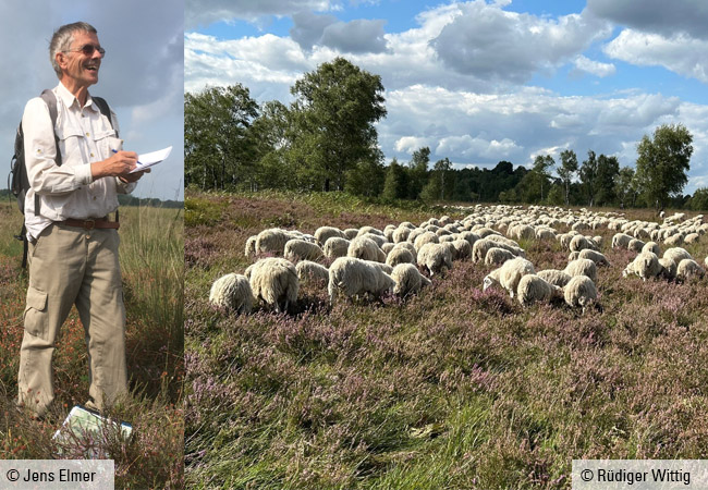 Links: Auf Moorbegehung: Rüdiger Wittig in seinem Lieblingselement © Jens Elmer Rechts: Schafherde im Amtsvenn. © Rüdiger Wittig