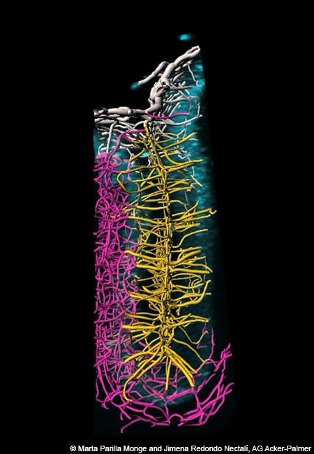 3D-Rekonstruktion der Blutgefäße im Kleinhirn einer Maus, dargestellt mit der Künstlichen Intelligenz von iDISCO+. (Abbildung: Marta Parilla Monge and Jimena Redondo Nectalí, AG Acker-Palmer)