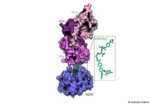Ein PROTAC (grün) wirkt wie ein »molekularer Klebstoff «, der gezielt das krankheitsverursachende Protein (blau) an das zelluläre Recyclingsystem (pink) bindet und so dessen Abbau induziert. Die Abbildung basiert auf einer hochaufgelösten Proteinstruktur, die im Labor von Prof. Knapp charakterisiert wurde und die molekularen Details der durch PROTAC induzierten Interaktion sichtbar macht. Diese Struktur hat entscheidend dazu beigetragen, den PROTAC-Klebstoff präzise zu optimieren. Das darauf basierende PROTACMolekül wird derzeit in präklinischen Krebsmodellen, insbesondere bei Leukämie, getestet. Abbildung: Andreas Krämer