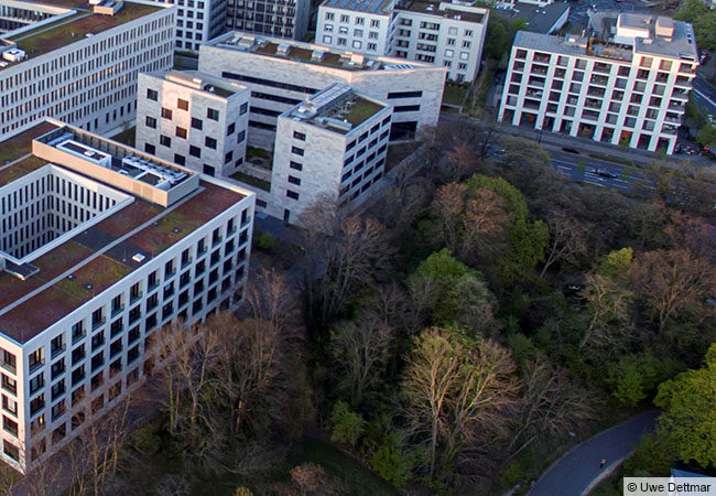 Das kleine Waldstück am Rande des Campus Westend. © Uwe Dettmar