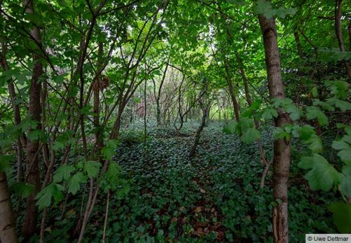 Tiny Forest © Uwe Dettmar