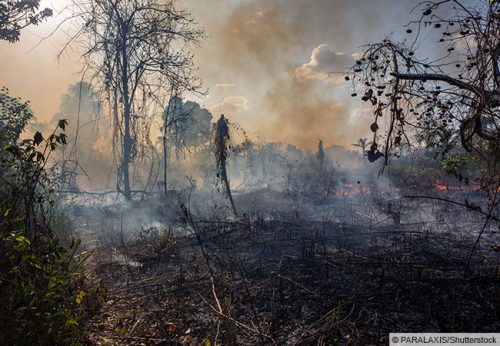 Illegale Brandrodung im Amazonas-Regenwald. © PARALAXIS/Shutterstock