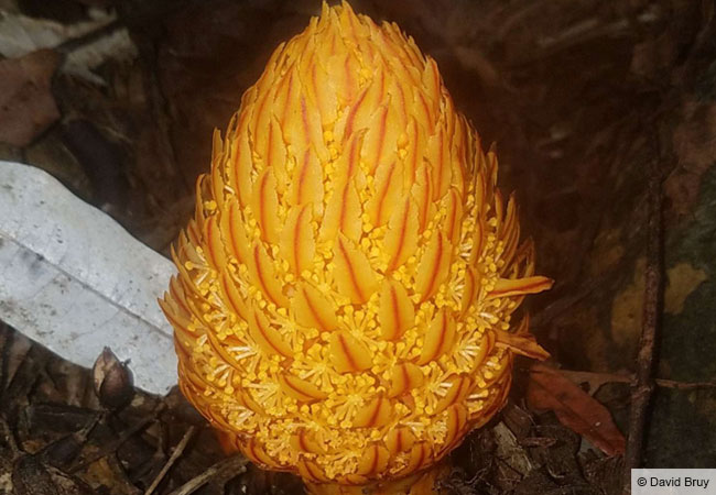 Die seltene, parasitische Pflanze aus der Familie der Mystropetalaceae Hachettea austrocaledonica in Neukaledonien hat ihr Plastidengenom vollständig verloren.