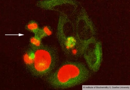 Fataler Fehler: Der Ausfall des Reparaturenzyms SPRTN in diesen kultivierten Zellen führt zu tödlichen Pannen bei der Zellteilung, indem zum Beispiel die Chromosomen (rot) auf drei statt auf zwei Tochterzellkerne verteilt werden (Pfeil). Grün: Zellteilungsapparat/Zytoskelett. Foto: Institut für Biochemie II, Goethe-Universität Frankfurt