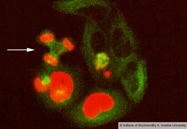 Fataler Fehler: Der Ausfall des Reparaturenzyms SPRTN in diesen kultivierten Zellen führt zu tödlichen Pannen bei der Zellteilung, indem zum Beispiel die Chromosomen (rot) auf drei statt auf zwei Tochterzellkerne verteilt werden (Pfeil). Grün: Zellteilungsapparat/Zytoskelett. Foto: Institut für Biochemie II, Goethe-Universität Frankfurt