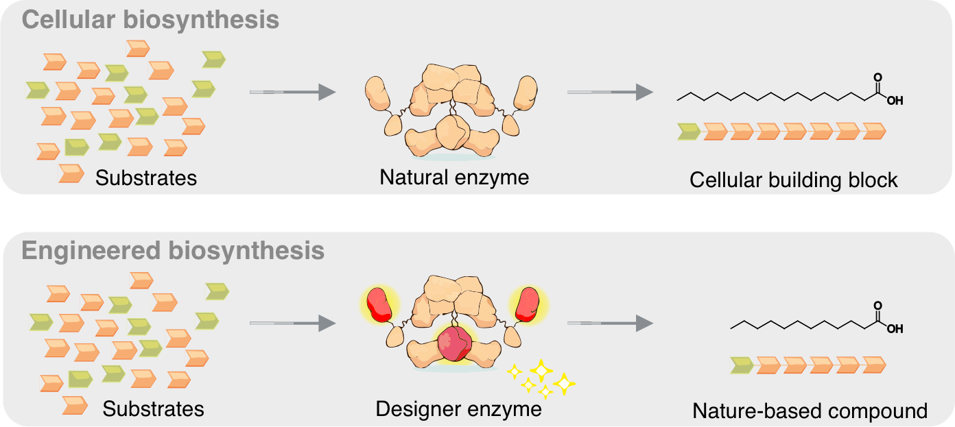 パーム油からデザイナー酵素へ:酵母細胞の再プログラム化に成功(From Palm Oil to Designer Enzymes: Frankfurt Researchers Reprogram Yeast Cells)