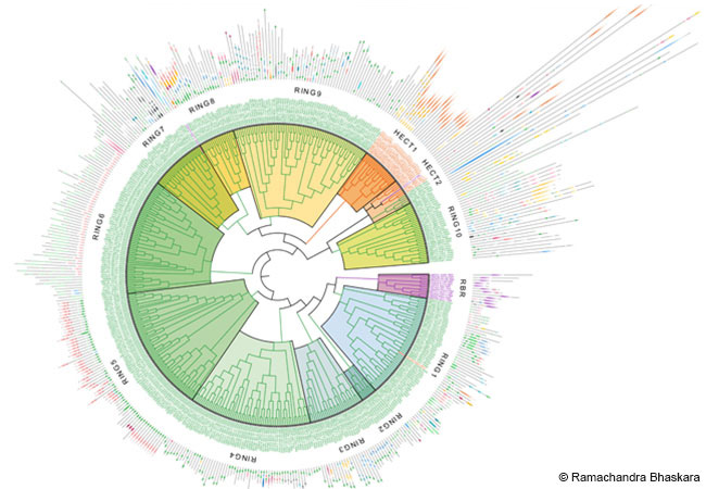 Forschende der Goethe-Universität haben die Verwandtschaftsverhältnisse aller 462 E3-Ligasen des Menschen aufgeklärt. Zudem unterstützen E3-Ligasen nicht-degradative Funktionen. © Ramachandra Bhaskara, Goethe-Universität Frankfurt
