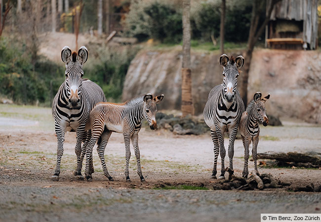 Vier Grevy Zebras stehen in der Natur. © Tim Benz, Zoo Zürich