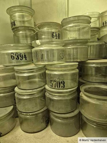 Wie umgehen mit menschlichen Präparaten in den Sammlungen der Goethe-Universität? Dr. Moritz Verdenhalven stellt die Ergebnisse seines Forschungsprojektes zur Geschichte der Universitätsnervenklinik vor, das von 2022 bis 2025 lief. (© Moritz Verdenhalven)