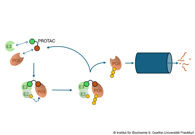 PROTACs verbinden ein Zielprotein (Protein of Interest, POI) mit einer E3-Ligase, die die Ubiquitin-Markierung (gelb) des POI durch ein E2-Enzym vermittelt. Anschließend wird das POI im Proteasom-Schredder (blau) abgebaut. © Institut für Biochemie II, Goethe-Universität Frankfurt