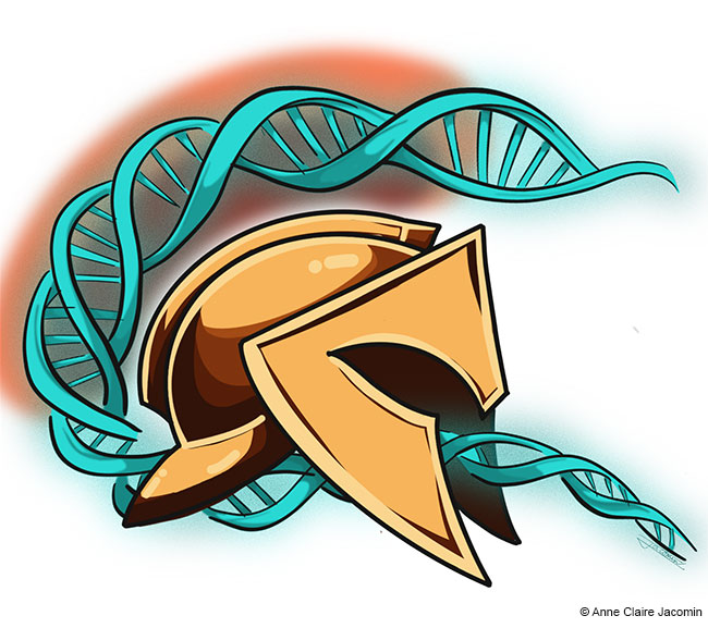 SPRTN schützt die DNA wie ein Helm, indem es DNA-Protein-Crosslinks repariert. Künstlerische Darstellung: Anne-Claire Jacomin, Goethe-Universität Frankfurt