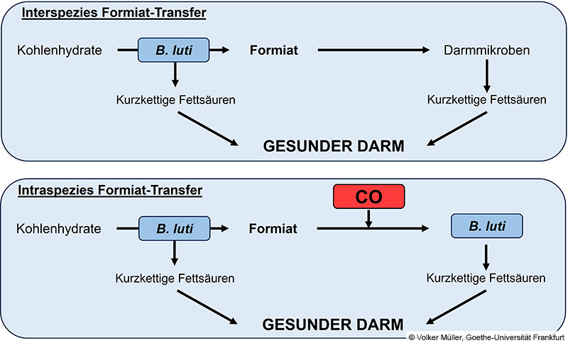 Fließdiagramm Formiat Transfer © Volker Müller, Goethe-Universität Frankfurt