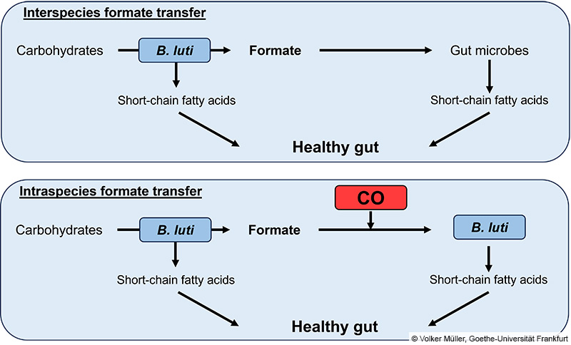 腸内細菌におけるギ酸の新規代謝経路を発見 (Formic acid plays a novel role in the gut microbiome)