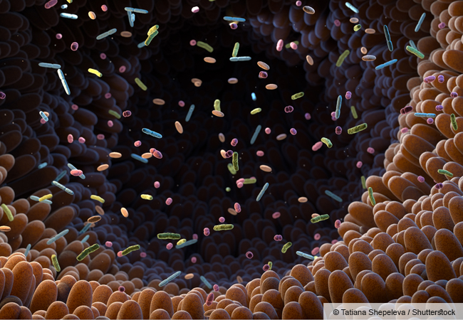 Der menschliche Darm und seine Mikroben. Darmepithelzellen sind in braun, die unterschiedlichen Mikroben in unterschiedlichen Farben und Formen. Shutterstock/Tatiana Shepeleva