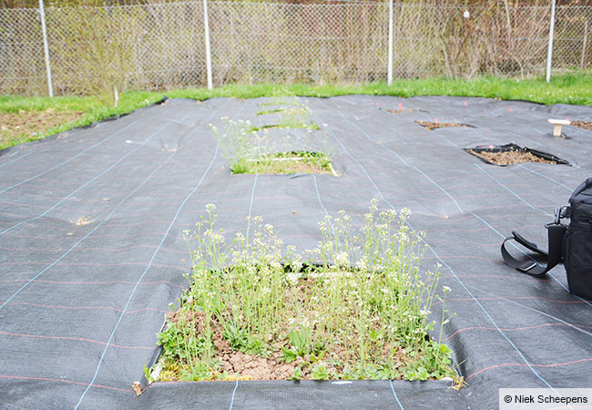 In je zwölf Beeten von einem Viertel Quadratmeter Fläche wuchsen die Ackerschmalwandpflanzen. © Niek Scheepens, Goethe-Universität Frankfurt
