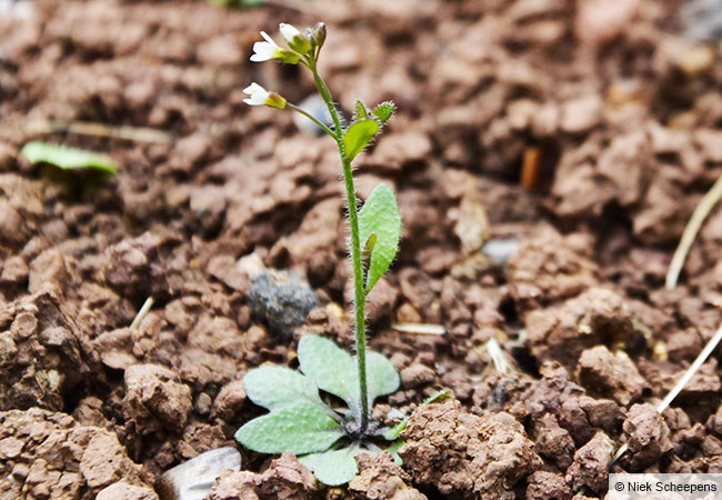 Lehrt uns, dass genetische Vielfalt das Überleben sichert: die Ackerschmalwand, Arabidopsis thaliana. © Niek Scheepens, Goethe-Universität Frankfurt